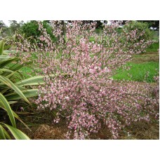 CYTISUS LILAC TIME - BROOM