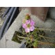 LEPTOSPERMUM SQUAROSSUM- PINK MANUKA