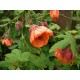 ABUTILON ORANGE - CHINESE LANTERN