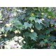 ABUTILON BOWL OF SNOW-CHINESE LANTERN