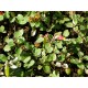 FUSCHIA PROCUMBENS VARIAGATED