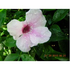 PANDOREA JASMINOIDES ROSEA - BOWER VINE - BOWER PLANT
