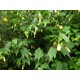 ABUTILON GOLDEN FLEECE -CHINESE LANTERN