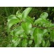 PITTOSPORUM TENUFOLIUM-NZ NATIVE-KOHUHU