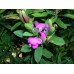 POLYGALA GRANDIFLORA- SWEET PEA BUSH