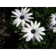 OSTEOSPERMUM ECKLONIS - BLUE & WHITE DAISY BUSH