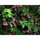 FUSCHIA LOTTIE HOBBIE - FUSCHIA CANDY BELLS