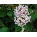 HYDRANGEA AYESHA - POPCORN