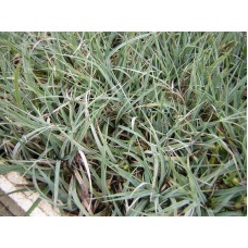 CAREX GLAUCA - CARNATION GRASS- NZ NATIVE