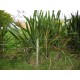 PHORMIUM TENAX-NZ FLAX-NZ NATIVE