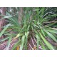 PHORMIUM COOKIANUM - MOUNTAIN FLAX-NZ NATIVE