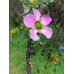 LEPTOSPERMUM SQUAROSSUM- PINK MANUKA