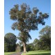 EUCALYPTUS MUELLERIANA- YELLOW STRINGY BARK