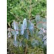 EUCALYPTUS CORDATA- HEART LEAFED SILVER GUM-TASMANIAN SILVER GUM.