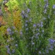 ROSEMARINUS TUSCAN BLUE- ROSEMARY