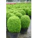 BUXUS SUFFRUTICOSA - EDGING BOX