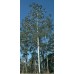 EUCALYPTUS SALIGNA- SYDNEY BLUE GUM