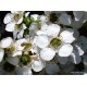 LEPTOSPERMUM SCOPARIUM - MANUKA - TEA TREE-NZ NATIVE