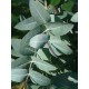 EUCALYPTUS NITENS - SHINING GUM